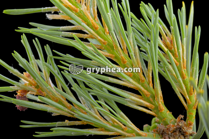 Pin sylvestre - jeune cône femlelle en CL (Pinus sylvestris, Pinaceae) - gryphea.org